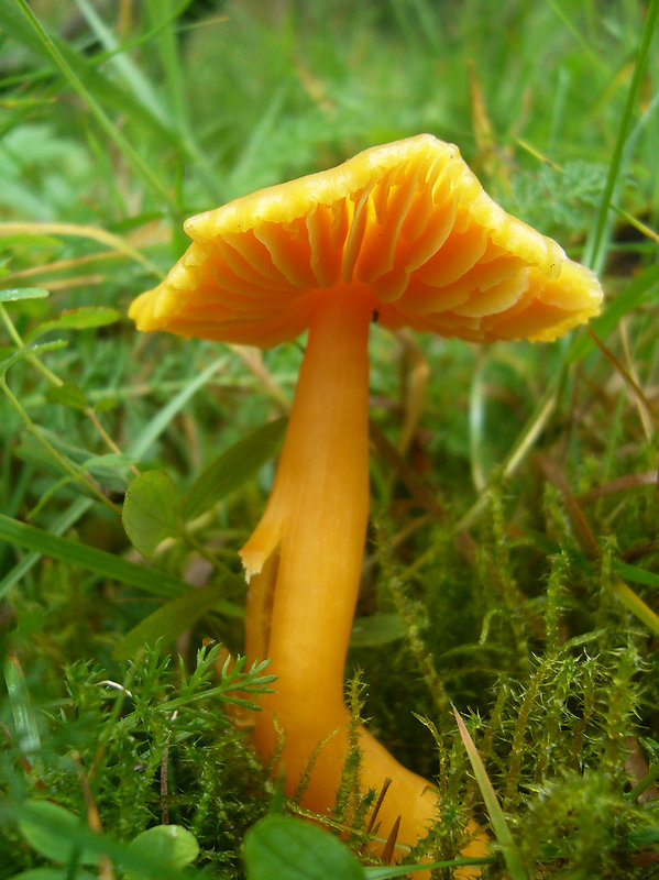 lúčnica páchnuca Hygrocybe quieta (Kühner) Singer