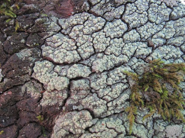 Loxospora elatina (Ach.) A. Massal.