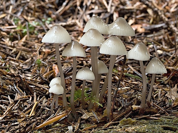 prilbička Mycena sp.