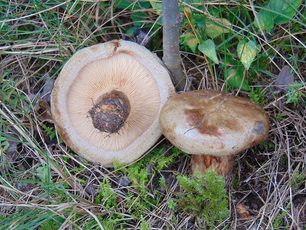 čechračka podvinutá Paxillus involutus (Batsch) Fr.