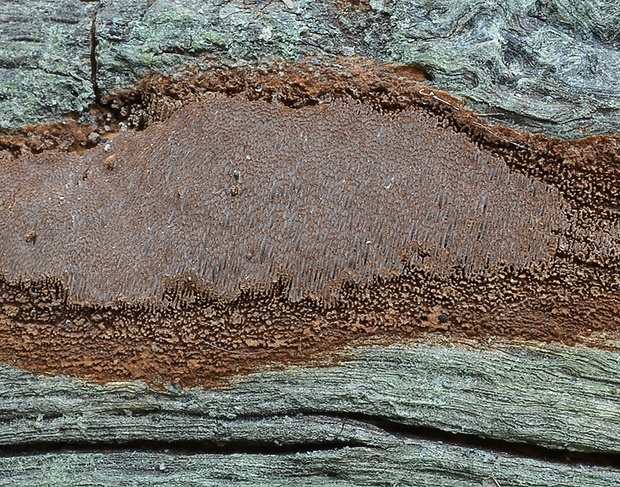 ohňovec Phellinus sp.