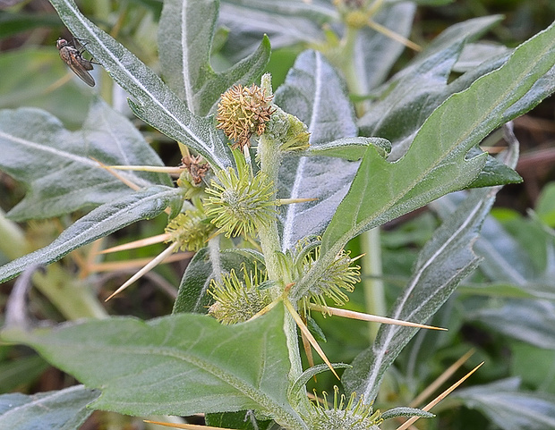 voškovník tŕnitý Xanthium spinosum L.