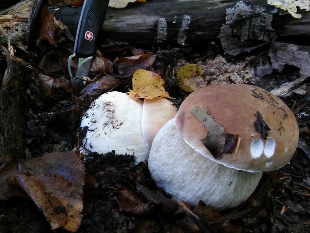 hríb smrekový Boletus edulis Bull.