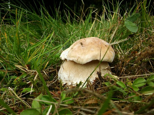 hríb smrekový Boletus edulis Bull.