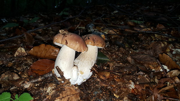 hríb smrekový Boletus edulis Bull.