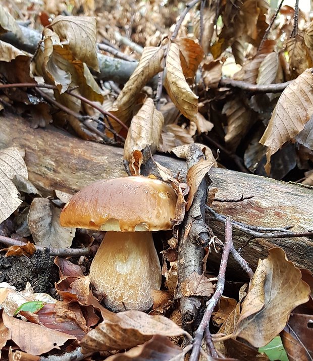 hríb smrekový Boletus edulis Bull.