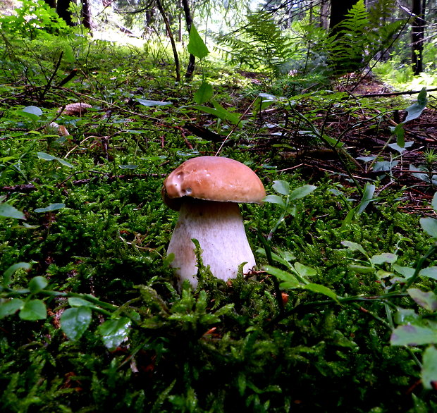 hríb smrekový Boletus edulis Bull.