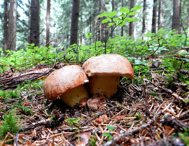 hríb horský Butyriboletus subappendiculatus (Dermek, Lazebn. & J. Veselský) D. Arora & J.L. Frank