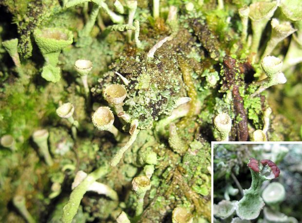 dutohlávka riasnatá Cladonia fimbriata (L.) Fr.