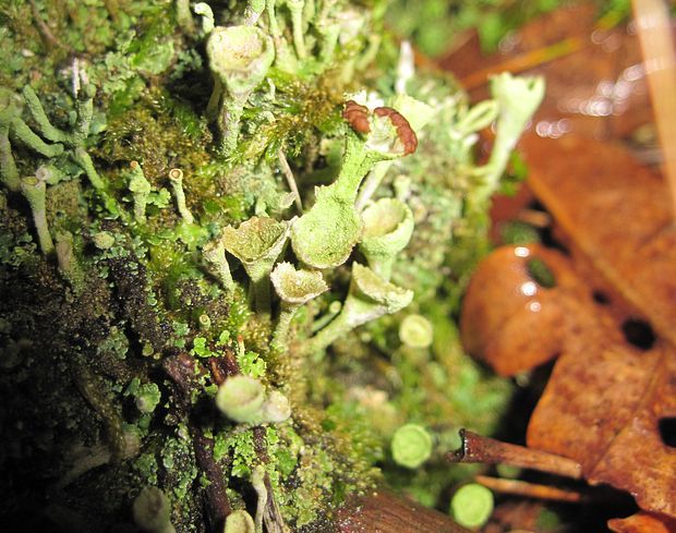 dutohlávka riasnatá Cladonia fimbriata (L.) Fr.