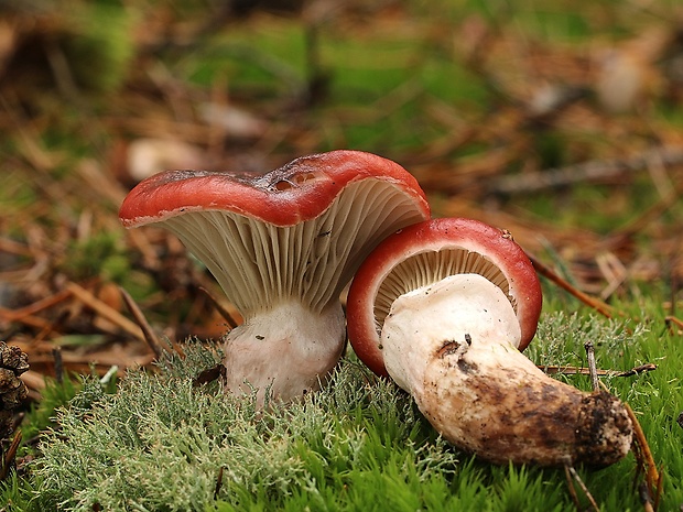 sliziak ružový Gomphidius roseus (Fr.) Oudem.