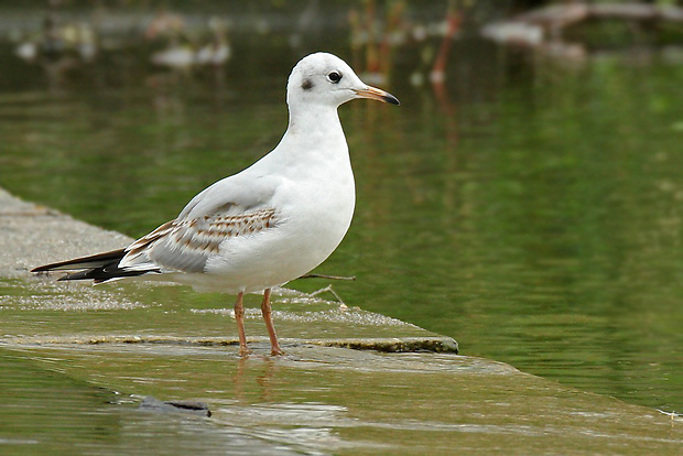 čajka smejivá   Larus ridibundus