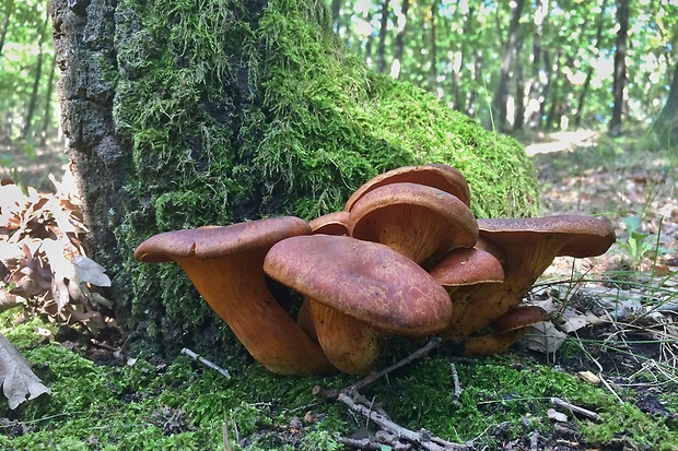 kališník hnedooranžový Omphalotus olearius (DC.) Singer