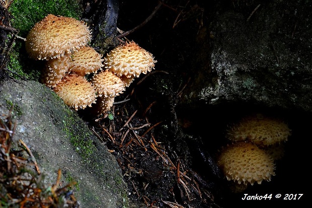 šupinovka šupinatá Pholiota squarrosa (Vahl) P. Kumm.