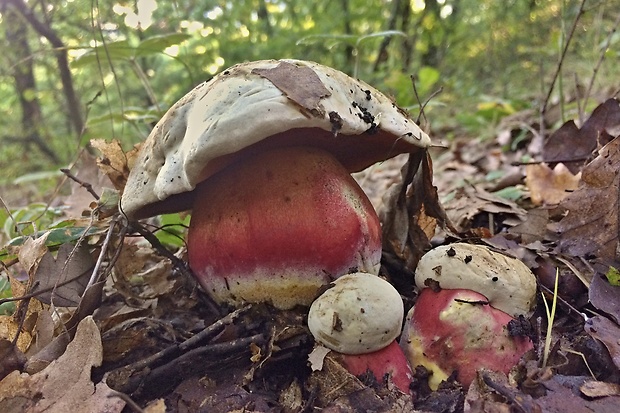 hríb satanský Rubroboletus satanas f. satanas (Lenz) Kuan Zhao & Zhu L. Yang