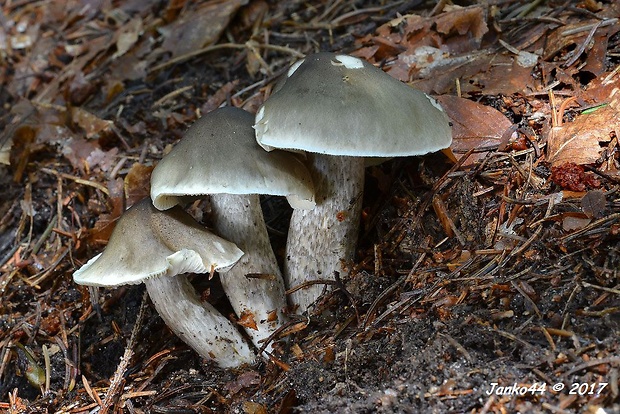 čírovka mydlová šupinkatá Tricholoma saponaceum var. squamosum (Fr.) P. Kumm.