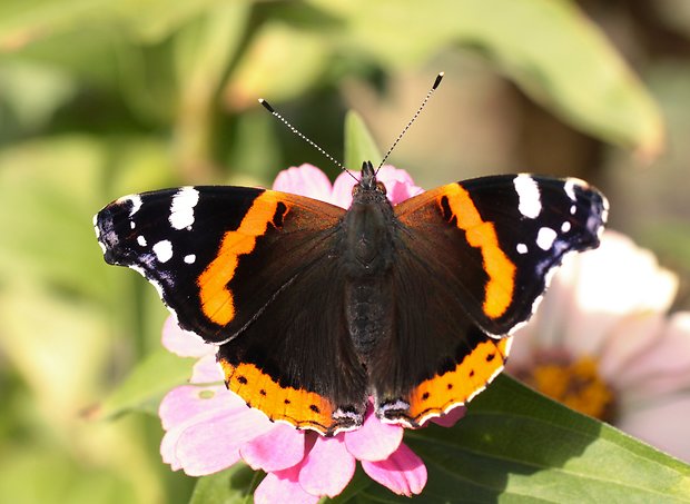 babôčka admirálska Vanessa atalanta