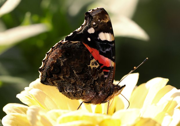 babôčka admirálska Vanessa atalanta