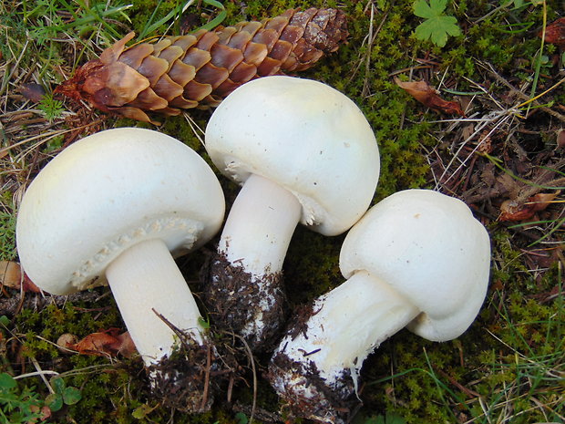 pečiarka Agaricus sp.