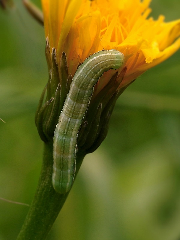 mora pichliačová Agrochola humilis