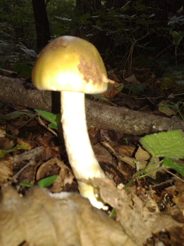 muchotrávka zelená Amanita phalloides (Vaill. ex Fr.) Link