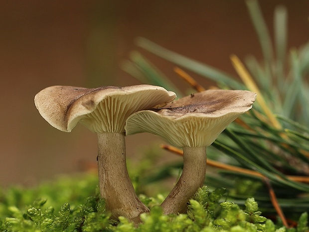 strmuľka kyjakovitá Ampulloclitocybe clavipes (Pers.) Redhead, Lutzoni, Moncalvo & Vilgalys