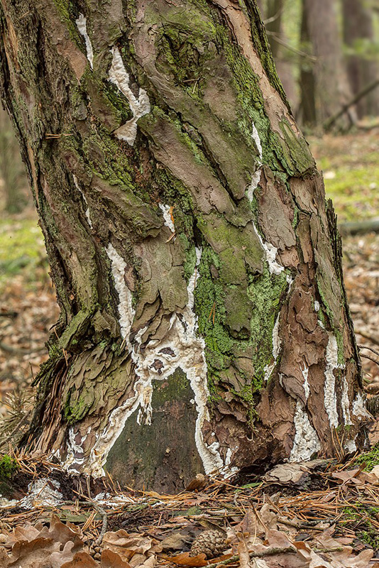 trúdnikovček rozliaty Antrodia gossypium (Speg.) Ryvarden