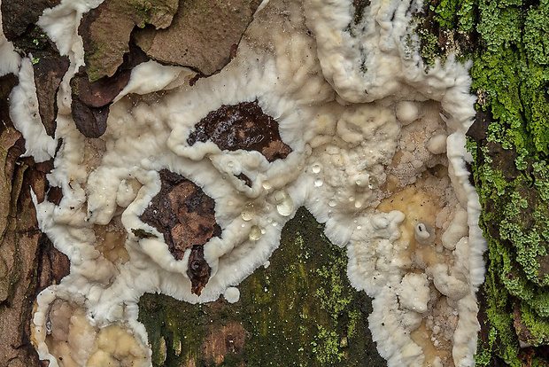 trúdnikovček rozliaty Antrodia gossypium (Speg.) Ryvarden