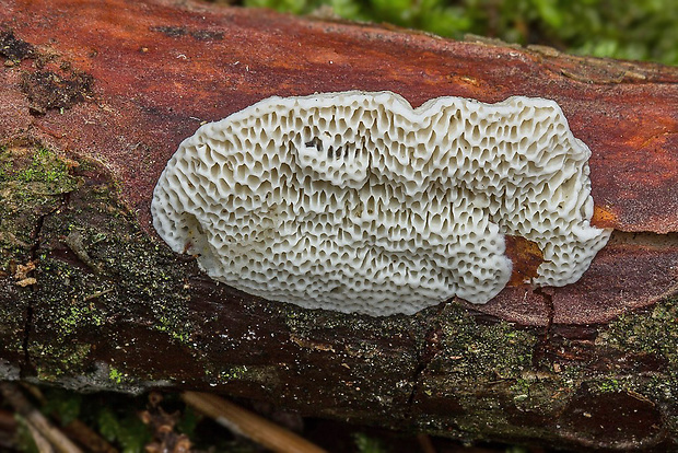 trúdnikovček tvrdý Antrodia ramentacea (Berk. & Broome) Donk