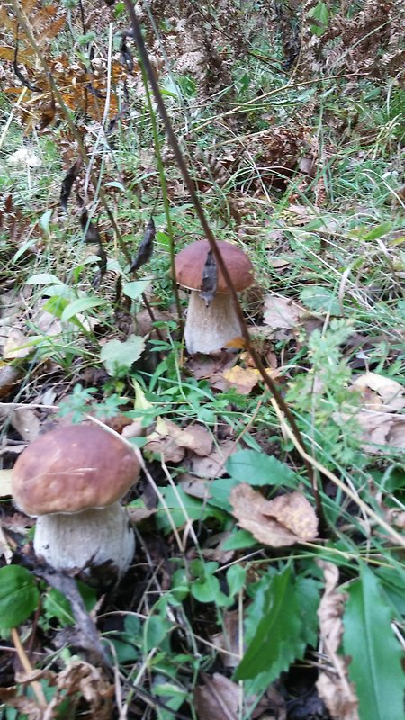 hriby Boletus