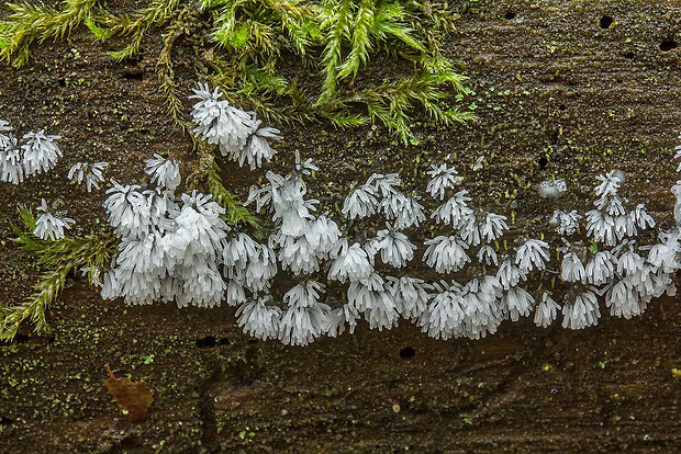 rohačka kríčkovitá Ceratiomyxa fruticulosa var. fruticulosa (O.F. Müll.) T. Macbr