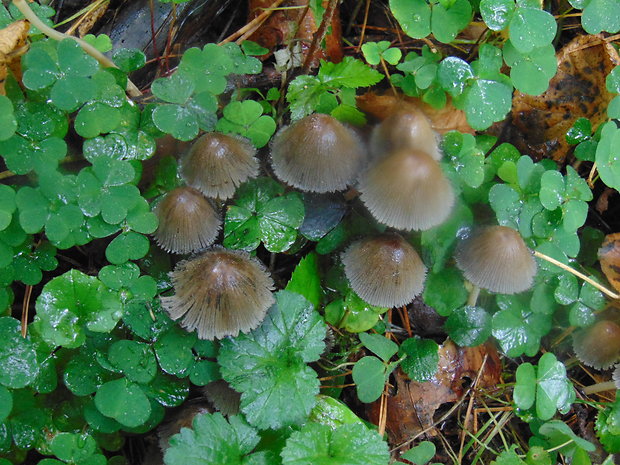 hnojník Coprinellus sp.