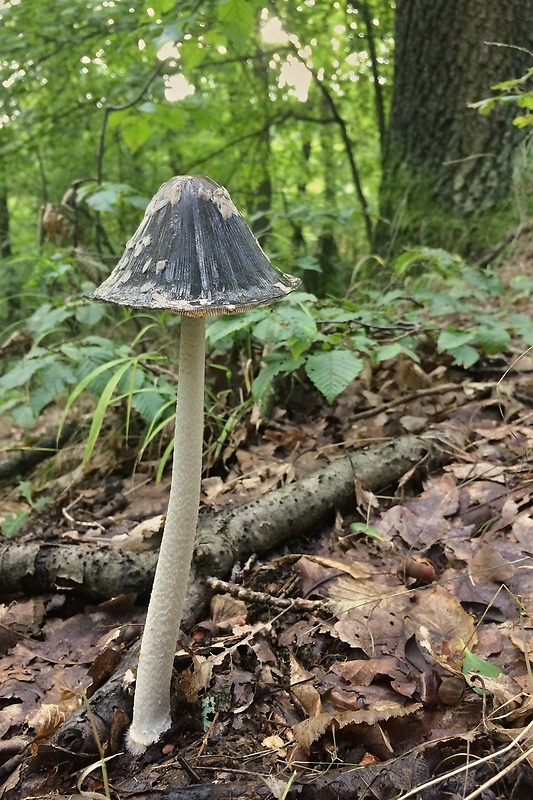 hnojník strakatý Coprinopsis picacea (Bull.) Redhead, Vilgalys & Moncalvo