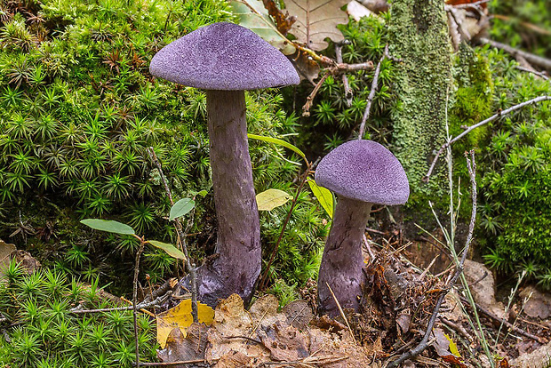 pavučinovec fialový Cortinarius violaceus (L.) Gray