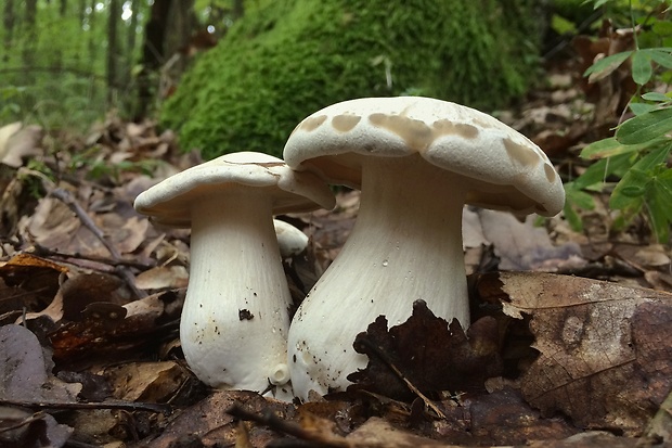 hodvábnica veľká Entoloma sinuatum (Bull.) P. Kumm.