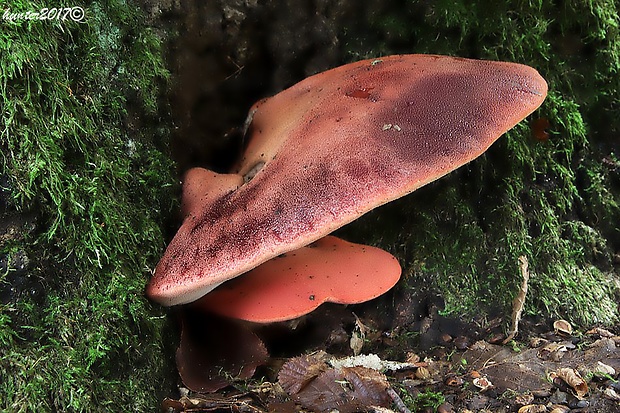 pečeňovec dubový Fistulina hepatica (Schaeff.) With.