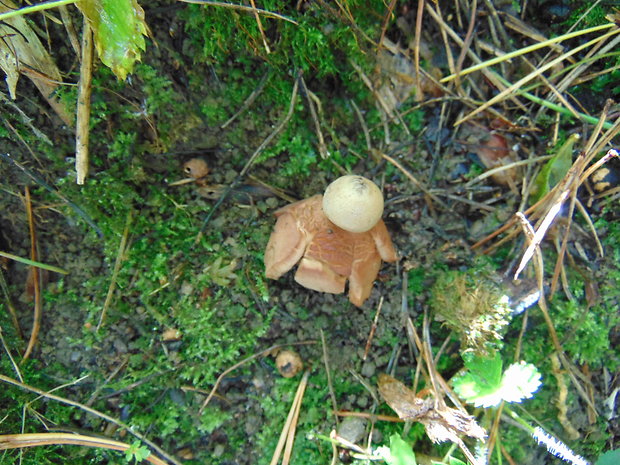 hviezdovka červenkastá Geastrum rufescens Pers.