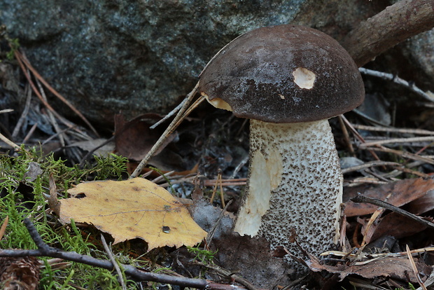 kozák rozličnofarebný Leccinum variicolor Watling