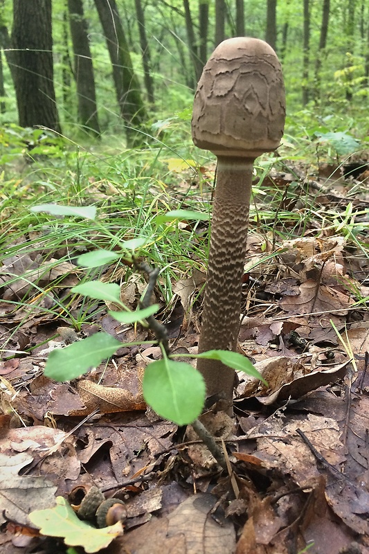 bedľa vysoká Macrolepiota procera (Scop.) Singer