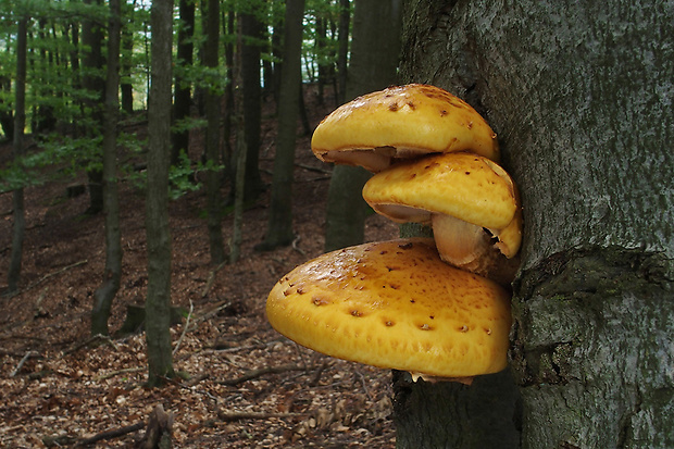 šupinovka slizká Pholiota adiposa (Batsch) P. Kumm.