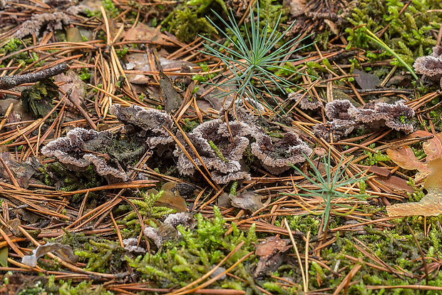 plesňovka zemná Thelephora terrestris Ehrh.