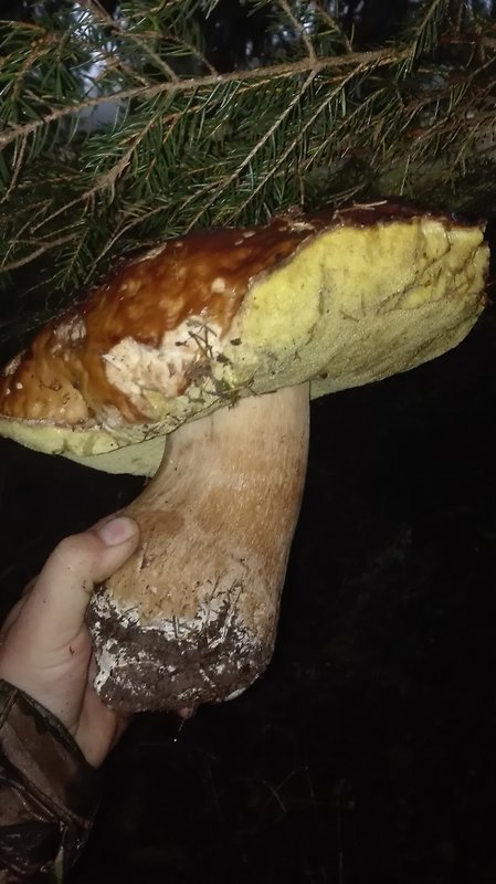 hríb smrekový Boletus edulis Bull.