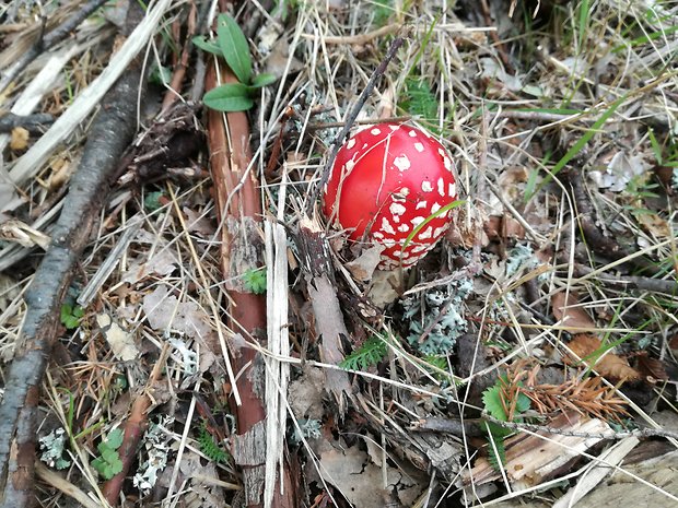 muchotrávka červená Amanita muscaria (L.) Lam.