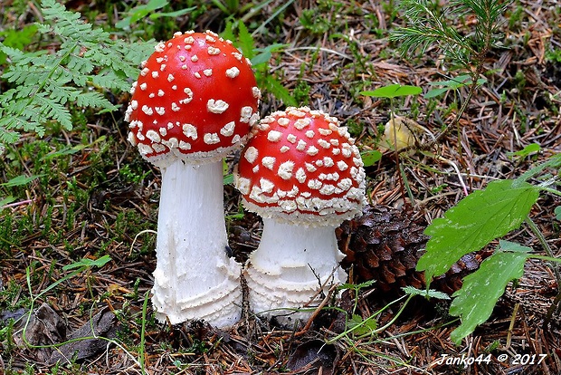 muchotrávka červená Amanita muscaria (L.) Lam.