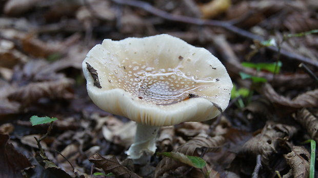 muchotrávka tigrovaná Amanita pantherina (DC.) Krombh.