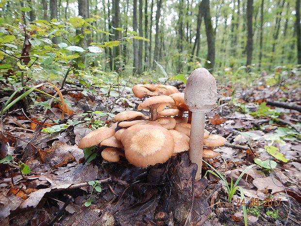 podpňovka bezprsteňová Armillaria socialis (DC.) Fayod