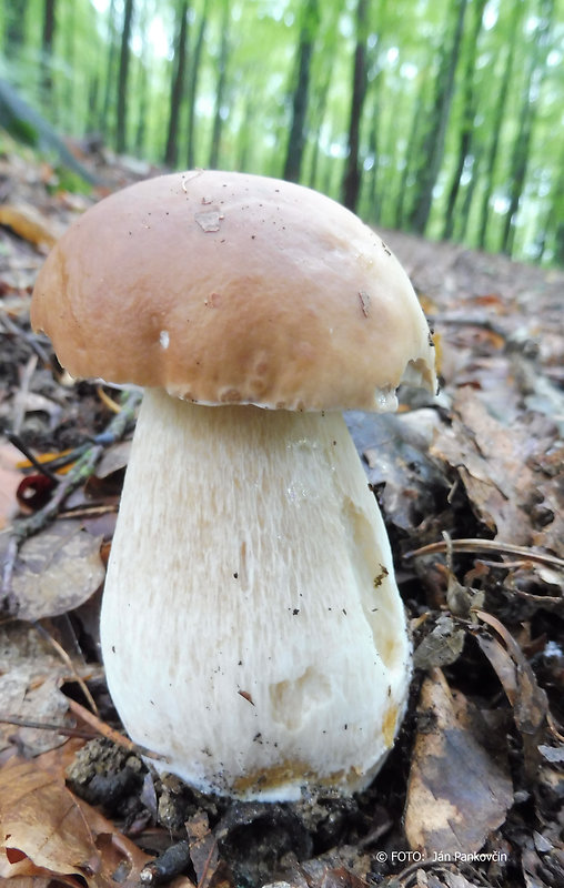 hríb smrekový Boletus edulis Bull.