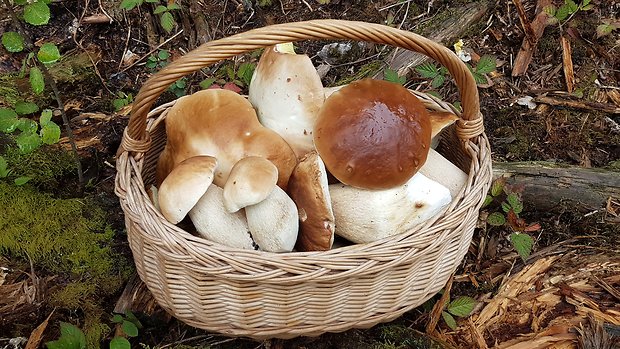 hríb smrekový Boletus edulis Bull.