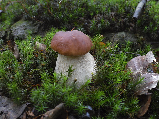 hríb smrekový Boletus edulis Bull.