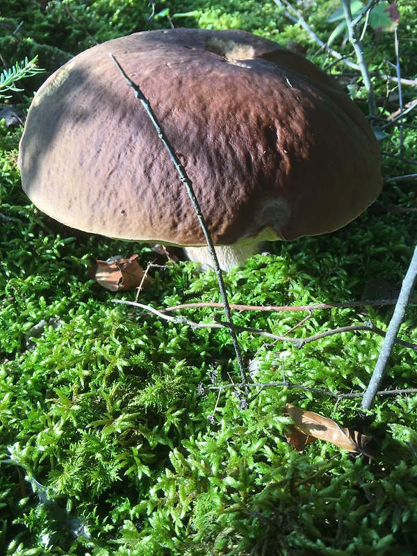 hríb smrekový Boletus edulis Bull.